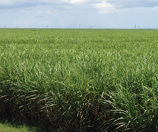 Name Field_515x430.jpg